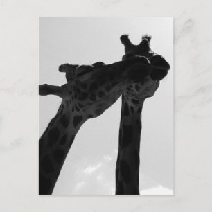 Carte Postale Amour de girafe