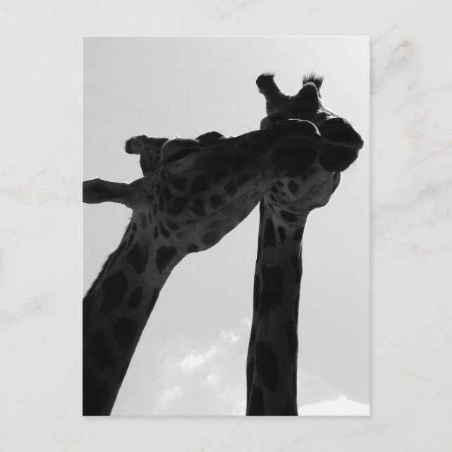 Carte Postale Amour de girafe (Devant)