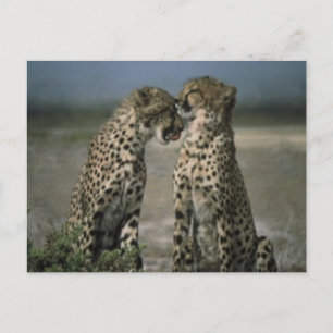 Carte Postale Amour de guépard