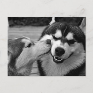 Carte Postale Amour de Husky sibérien