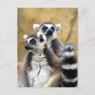Carte Postale amour de lemur