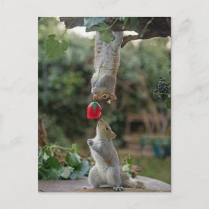 Carte Postale Amour d'écureuil