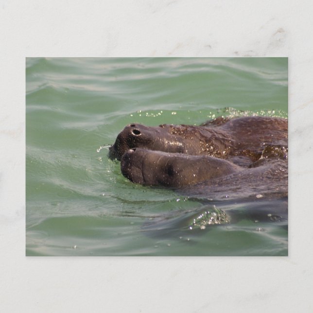 Carte Postale Amour doux (Devant)