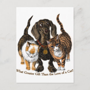 Carte Postale amour d'un chat