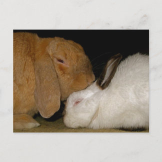 Carte Postale amour lapin