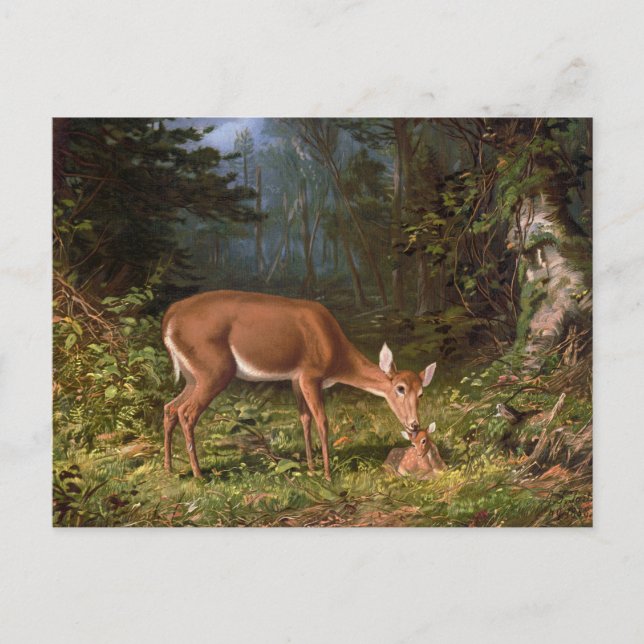 Carte Postale "Amour maternel" Mère et Cerf de Bébé (Devant)