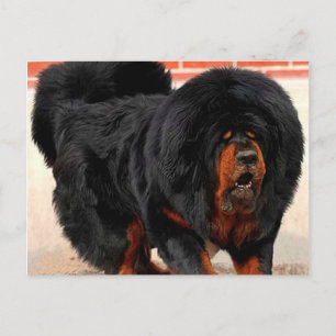 Carte Postale Amoureux des chiens cool Tibétain Mastiff