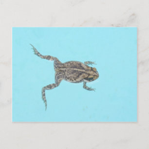 Carte postale amphibie 02