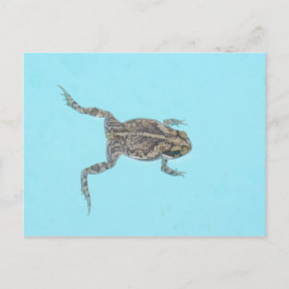 Carte postale amphibie 02