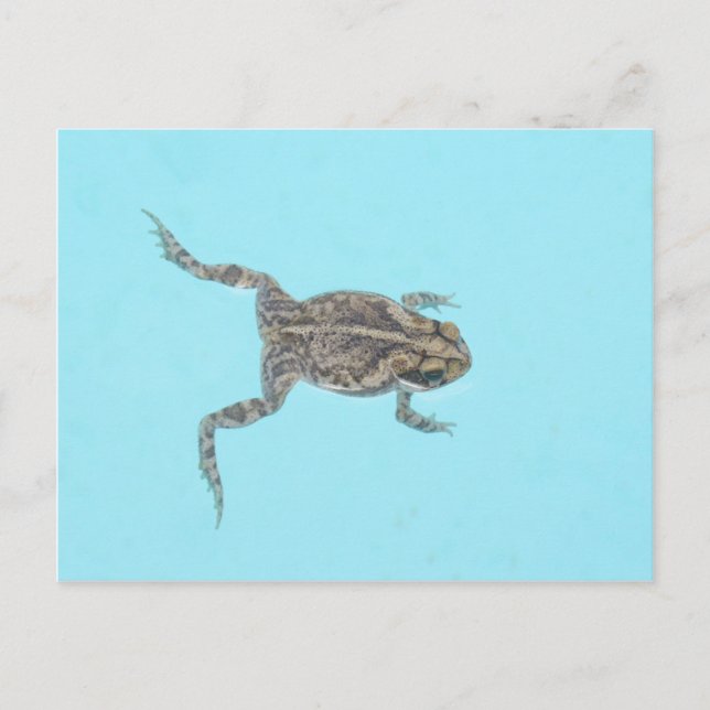 Carte postale amphibie 02 (Devant)