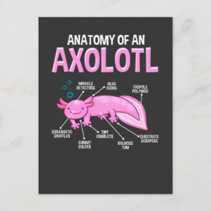 Carte Postale Amphibien drôle Axolotl Anatomie Biologie mignonne