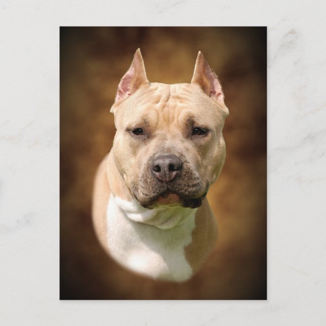 Carte Postale Amstaff (Devant)