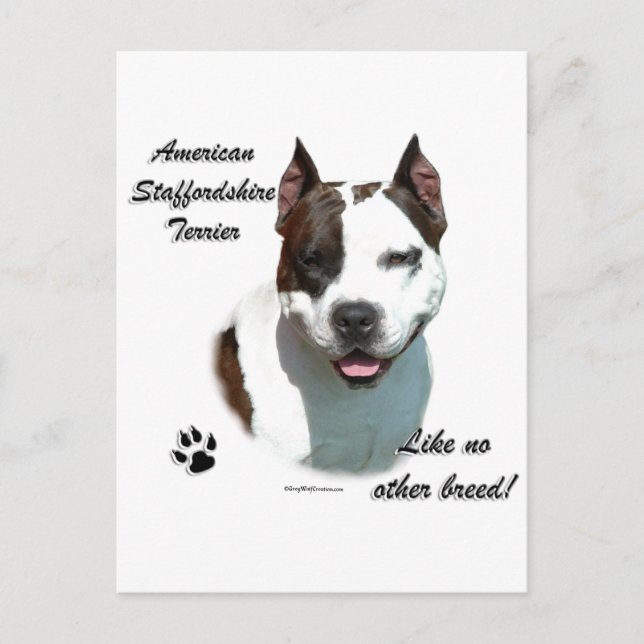 Carte Postale AmStaff Comme Aucune Autre race (Devant)