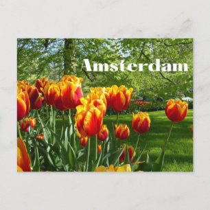Carte Postale Amsterdam Orange Tulips - Jardin botanique de prin
