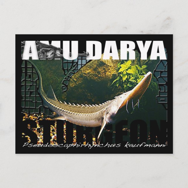 Carte postale Amu Darya Sturgeon (Devant)