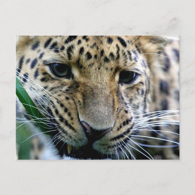Carte postale Amur Leopard (Devant)