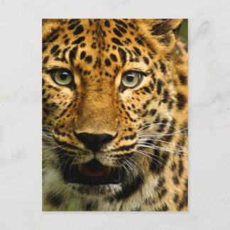 Carte Postale Amur Leopard