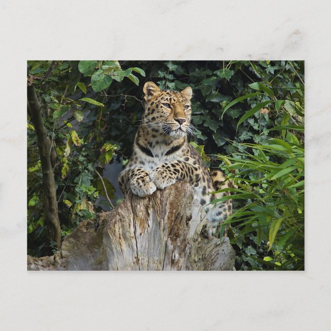Carte Postale Amur Leopard (Devant)