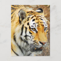 Amur Tiger
