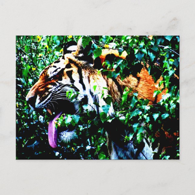 Carte Postale Amur Tiger pc arc4 (Devant)