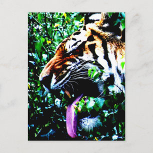 Carte Postale Amur Tiger pcna