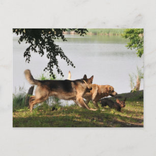 Carte Postale Amusant, amusant, amusant !