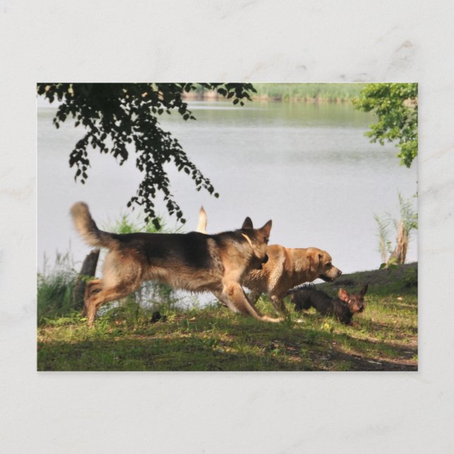 Carte Postale Amusant, amusant, amusant ! (Devant)