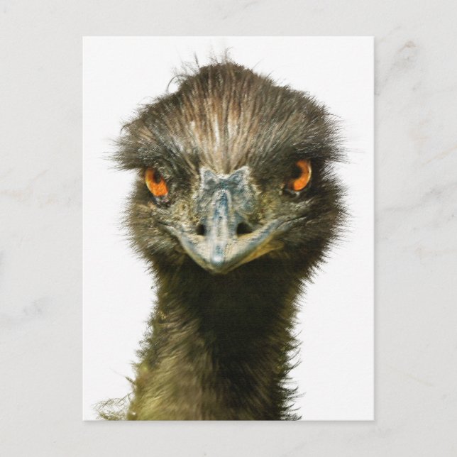 Carte Postale Amusant Glaring Emu Gros plan (Devant)