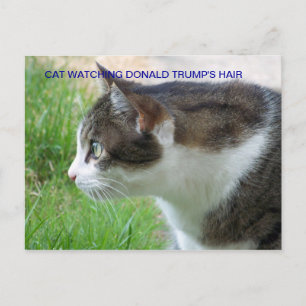 Carte postale amusante : Chat regarde les cheveux 