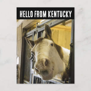CARTE POSTALE AMUSANTE CHEVAL KENTUCCKY SOURIANT