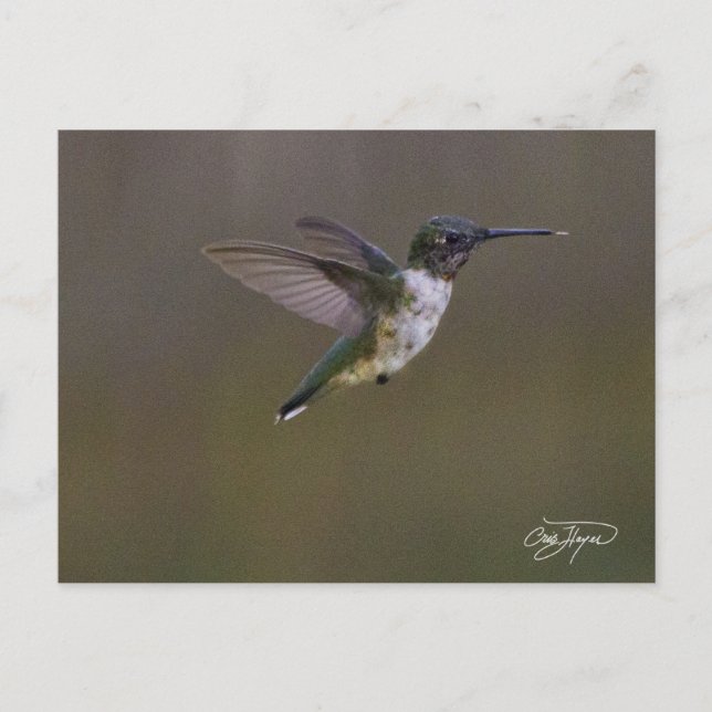 Carte Postale Amusement d'été (Devant)