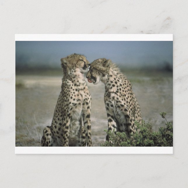 Carte Postale Amusez-vous avec les guépards ! (Devant)
