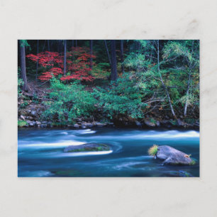 Carte Postale AN, États-Unis, Oregon, Feuillage d'automne sur No