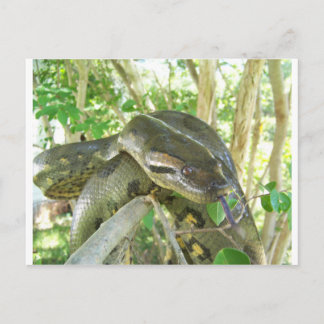 Carte Postale Anaconda vert