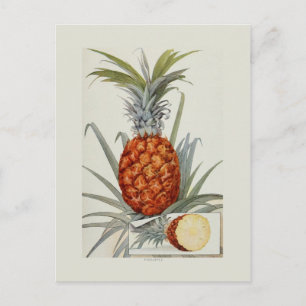 Carte Postale Ananas