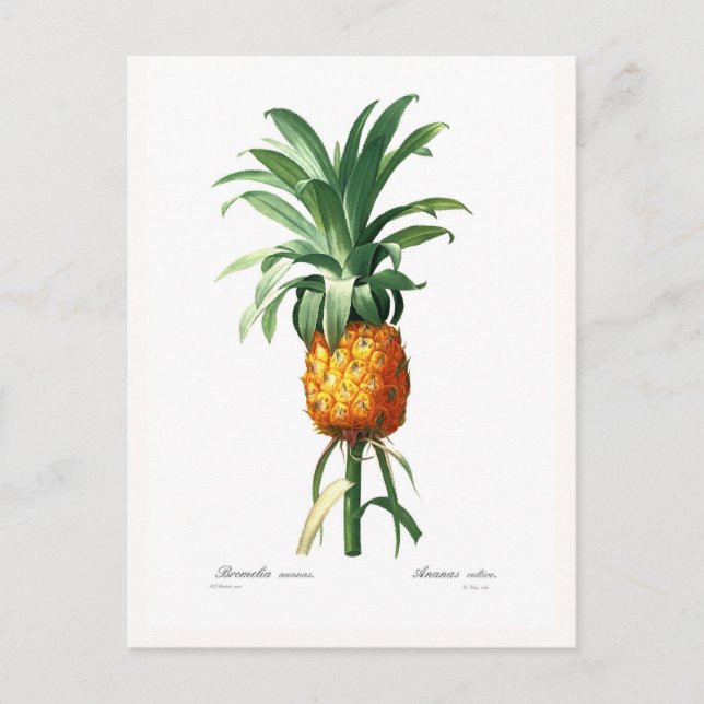 Carte Postale Ananas (Devant)