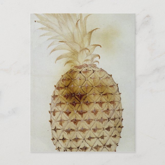 Carte Postale Ananas (Devant)