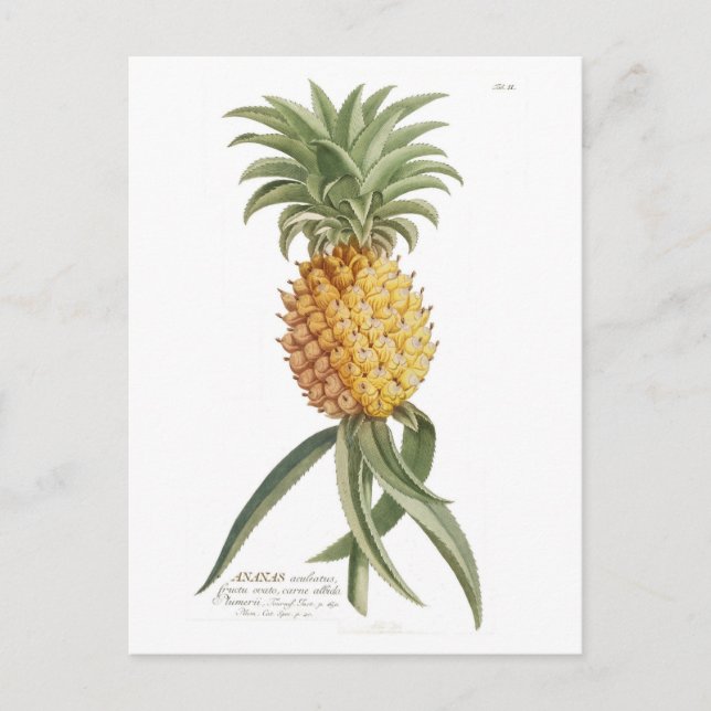 Carte Postale Ananas (Devant)