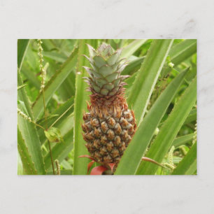 Carte Postale Ananas sauvage Fruit tropical dans la nature