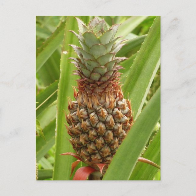 Carte Postale Ananas sauvage Fruit tropical dans la nature (Devant)