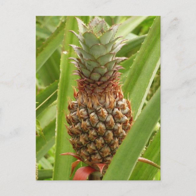 Carte Postale Ananas sauvage Fruit tropical dans la nature (Devant)