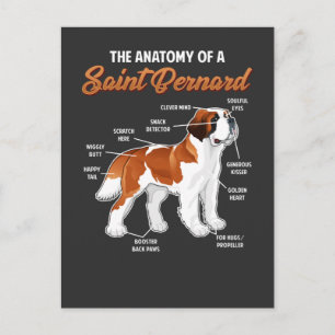 Carte Postale Anatomie amusante d'un ami animal chien Saint Bern