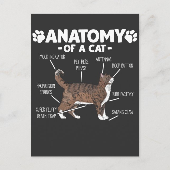 Carte Postale Anatomie amusante d'un chat Cute Kitty Lover propr (Devant)