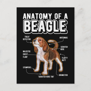 Carte Postale Anatomie beagle drôle chien