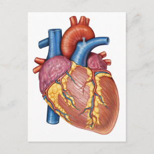 Carte Postale Anatomie Brute Du Coeur Humain