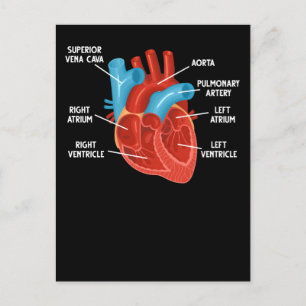 Carte Postale Anatomie cardiaque Cardiologie de l'éducation