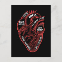 Anatomie cardiaque Cardiologie de l'éducation