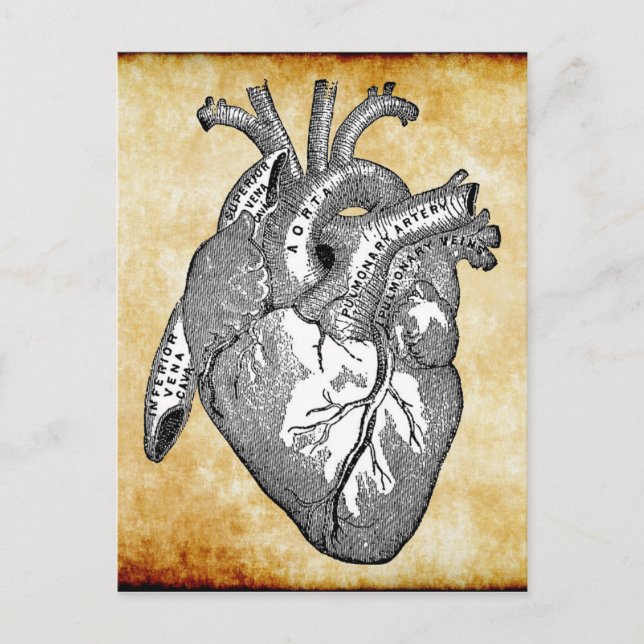 Carte Postale Anatomie cardiaque vintage (Devant)