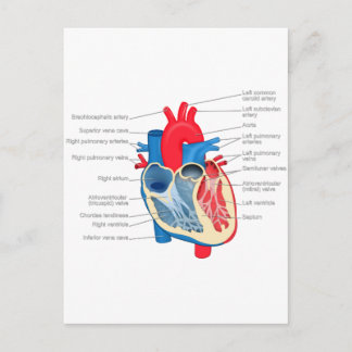 Carte Postale Anatomie_Coeur