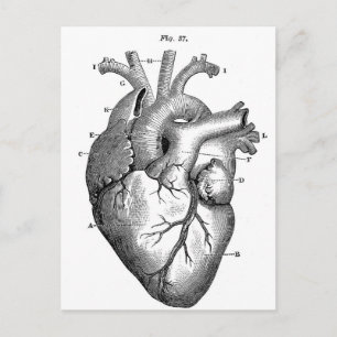 Carte Postale Anatomie-Coeur-Images-Vintage